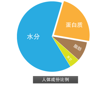 human_composition_ch